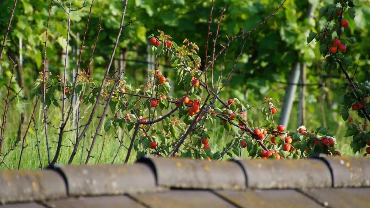 Weingut & Gaestezimmer Pammer Mitterarnsdorf Exterior foto